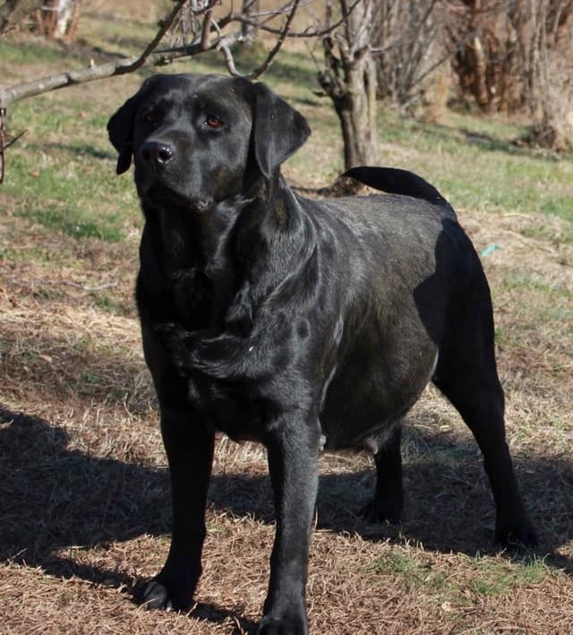 Labrador Retriever Puppies media 3