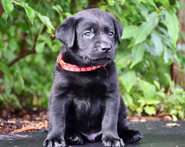Labrador Retriever Puppies media 2