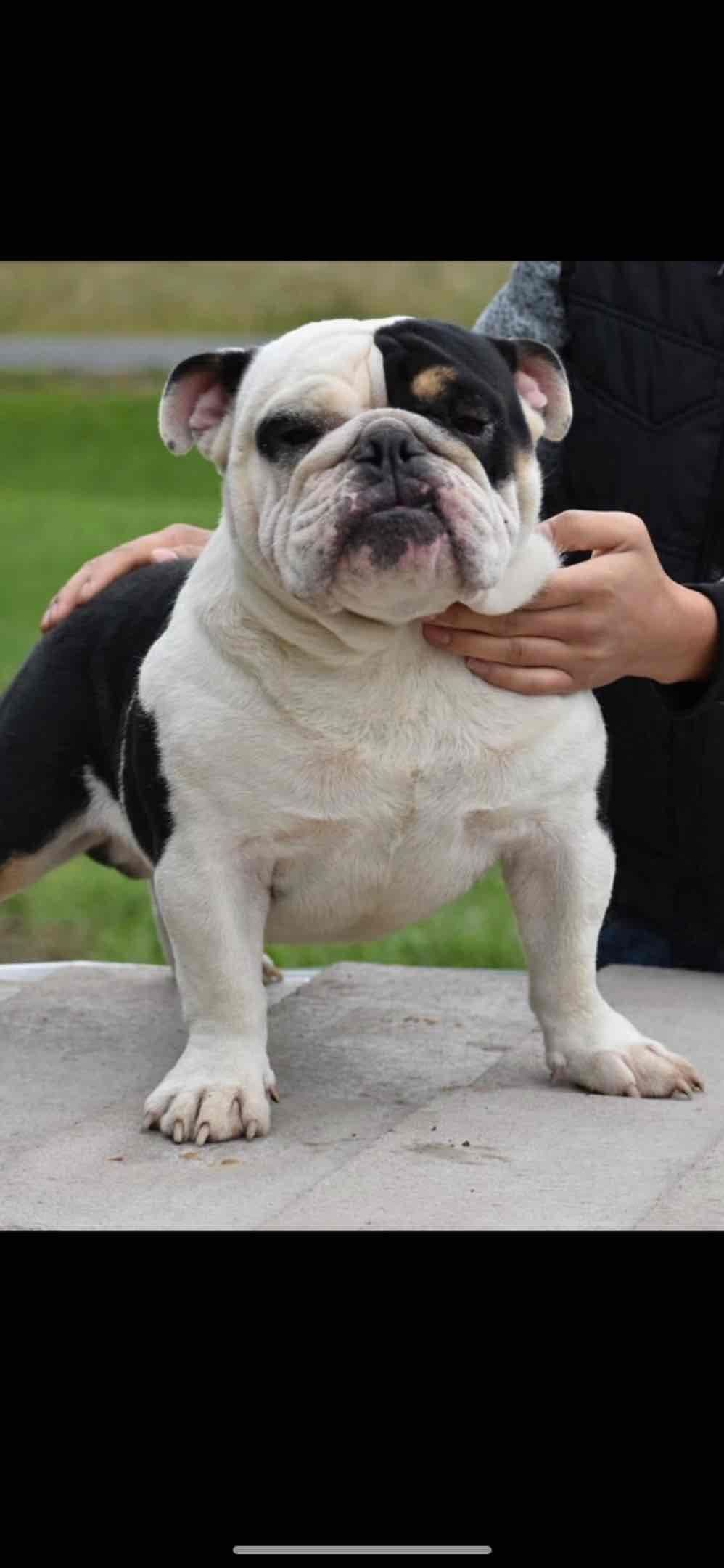 Bulldog Puppies breeder image 2