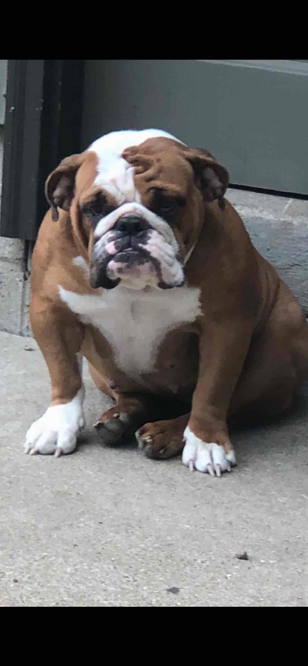 Bulldog Puppies breeder image 1