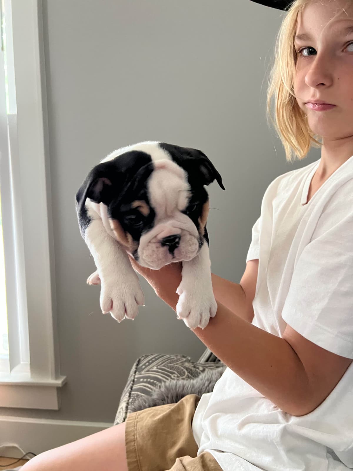 Bulldog Puppies breeder image 3