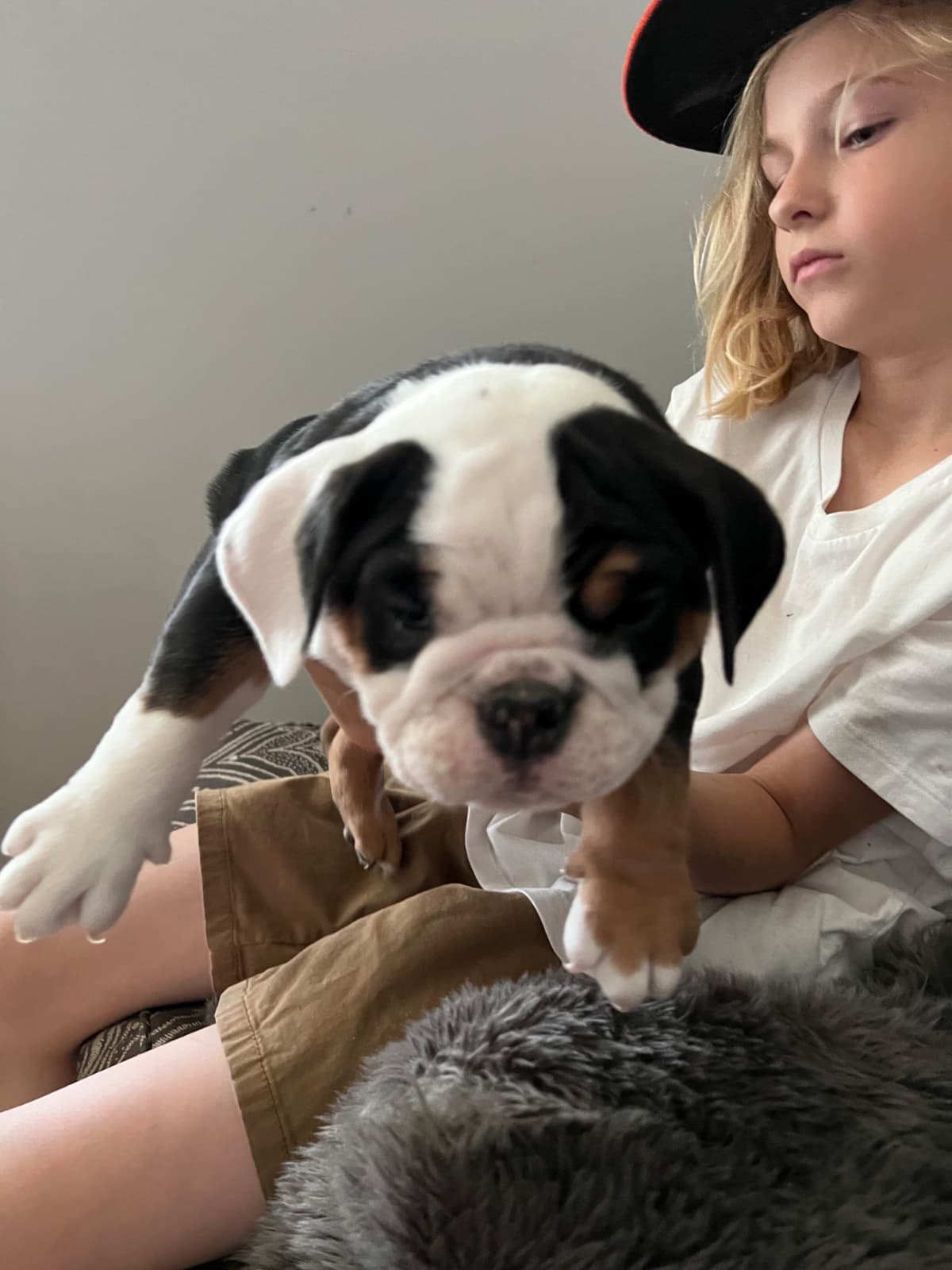 Bulldog Puppies breeder image 4