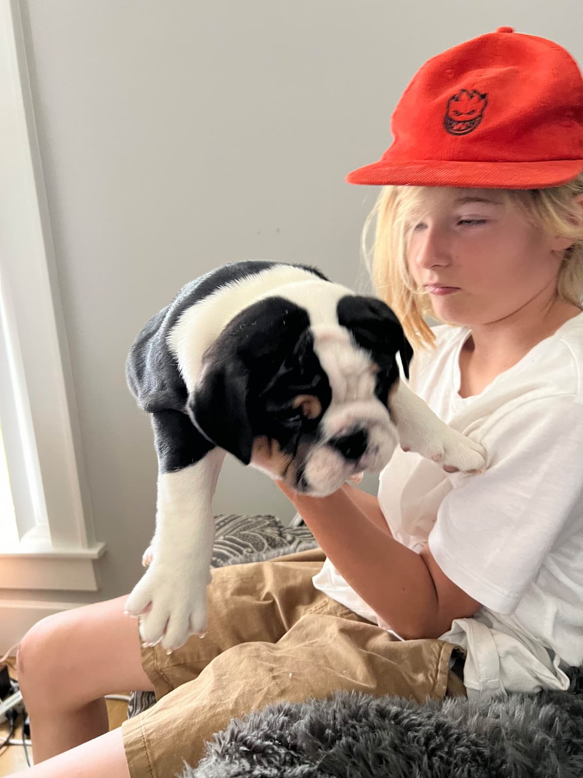 Bulldog Puppies breeder image 6