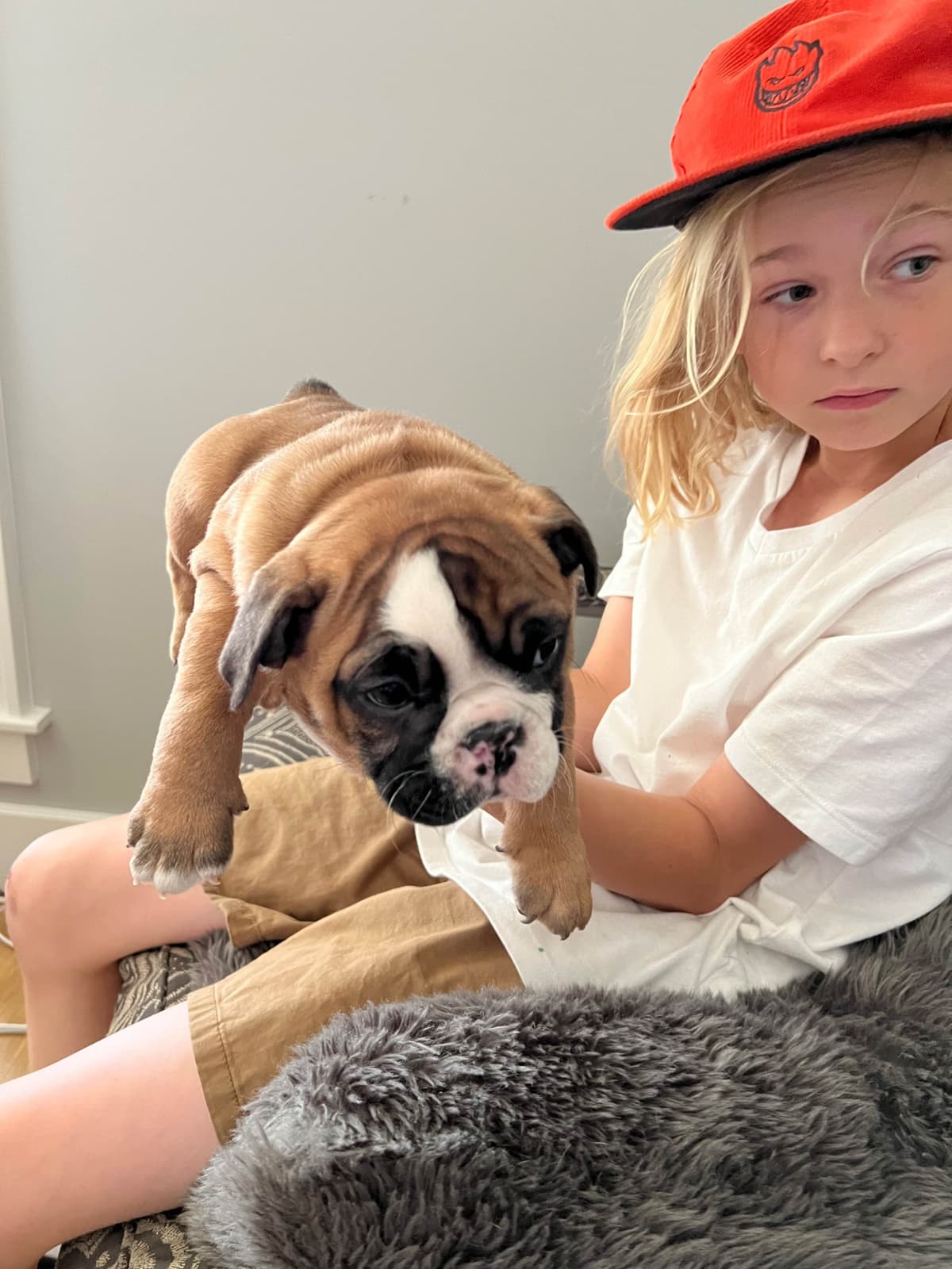 Bulldog Puppies breeder image 7