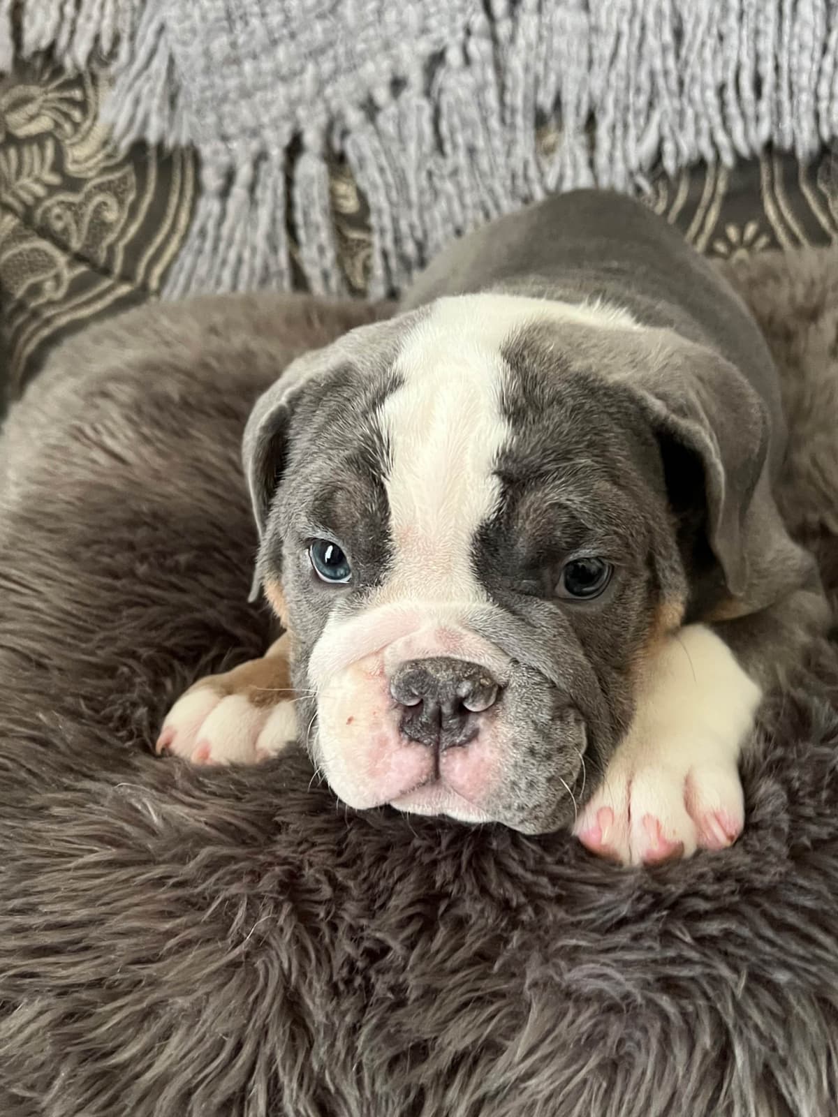 Bulldog Puppies breeder image 8