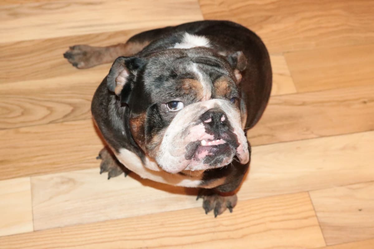 Bulldog Puppies breeder image 9