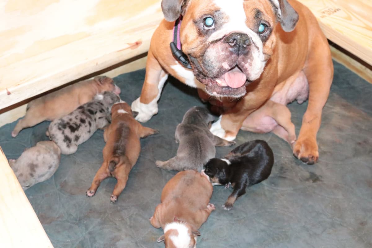 Bulldog Puppies breeder image 10