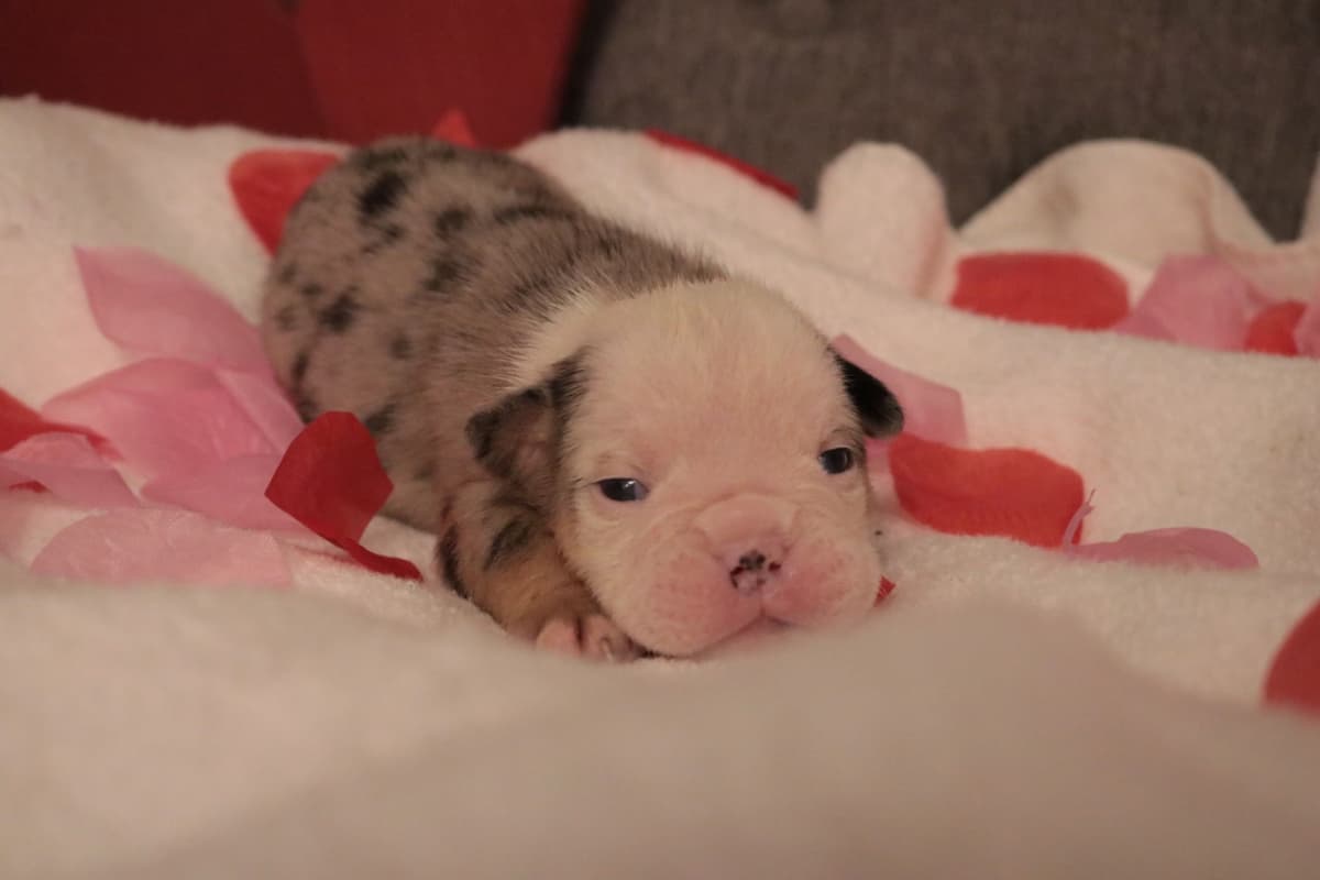 Bulldog Puppies breeder image 11
