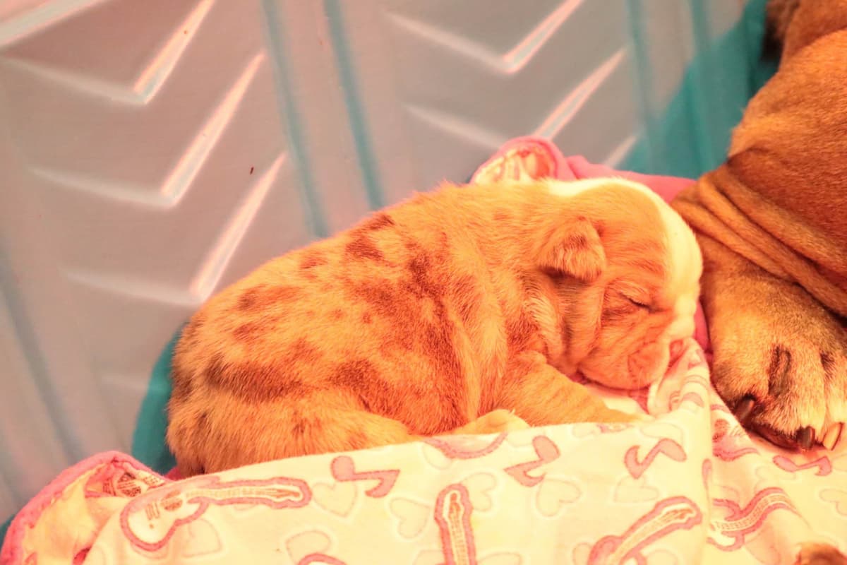 Bulldog Puppies breeder image 13