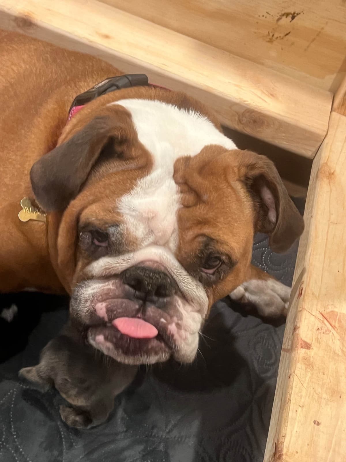 Bulldog Puppies breeder image 15