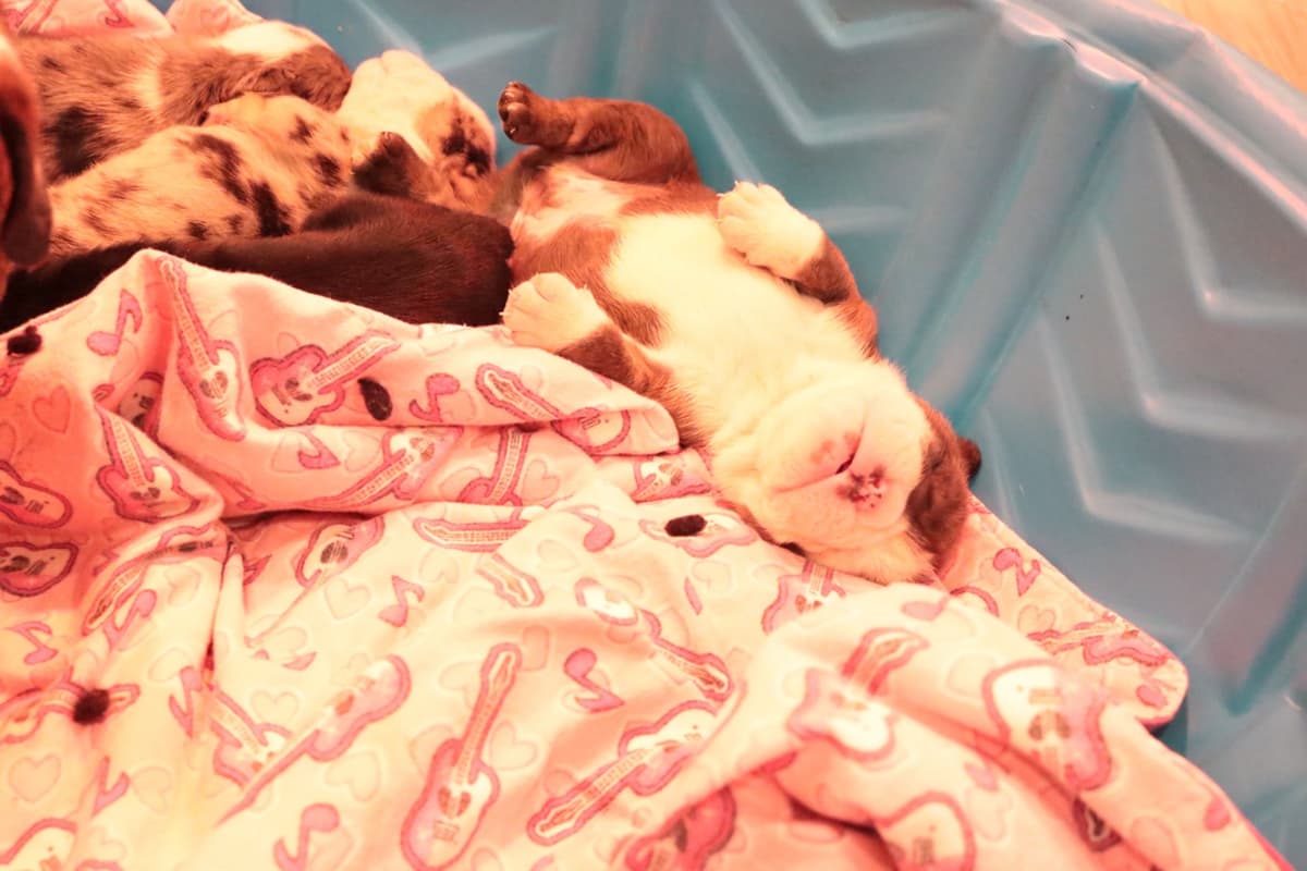 Bulldog Puppies breeder image 14
