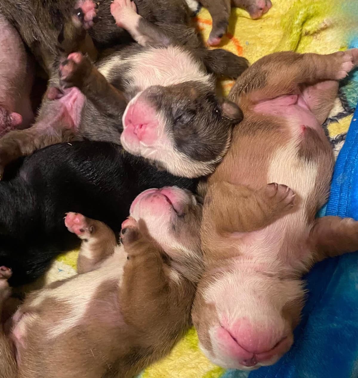 Bulldog Puppies breeder image 17