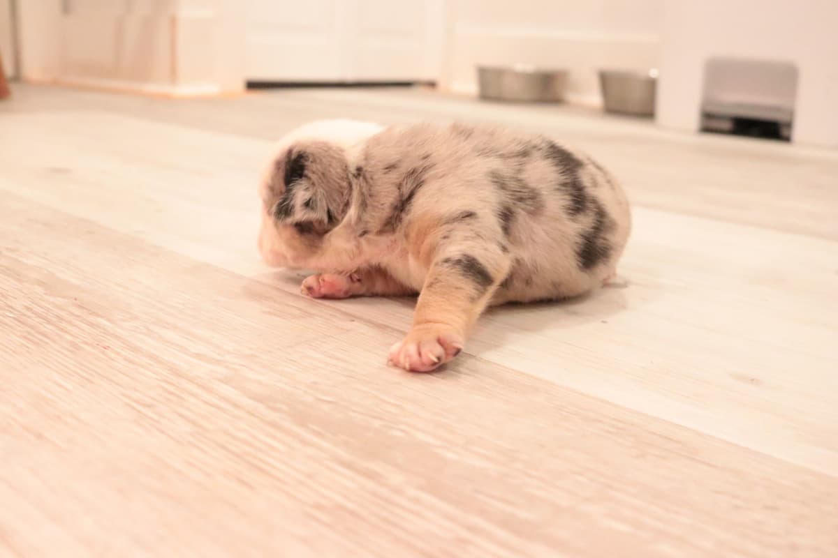 Bulldog Puppies breeder image 18