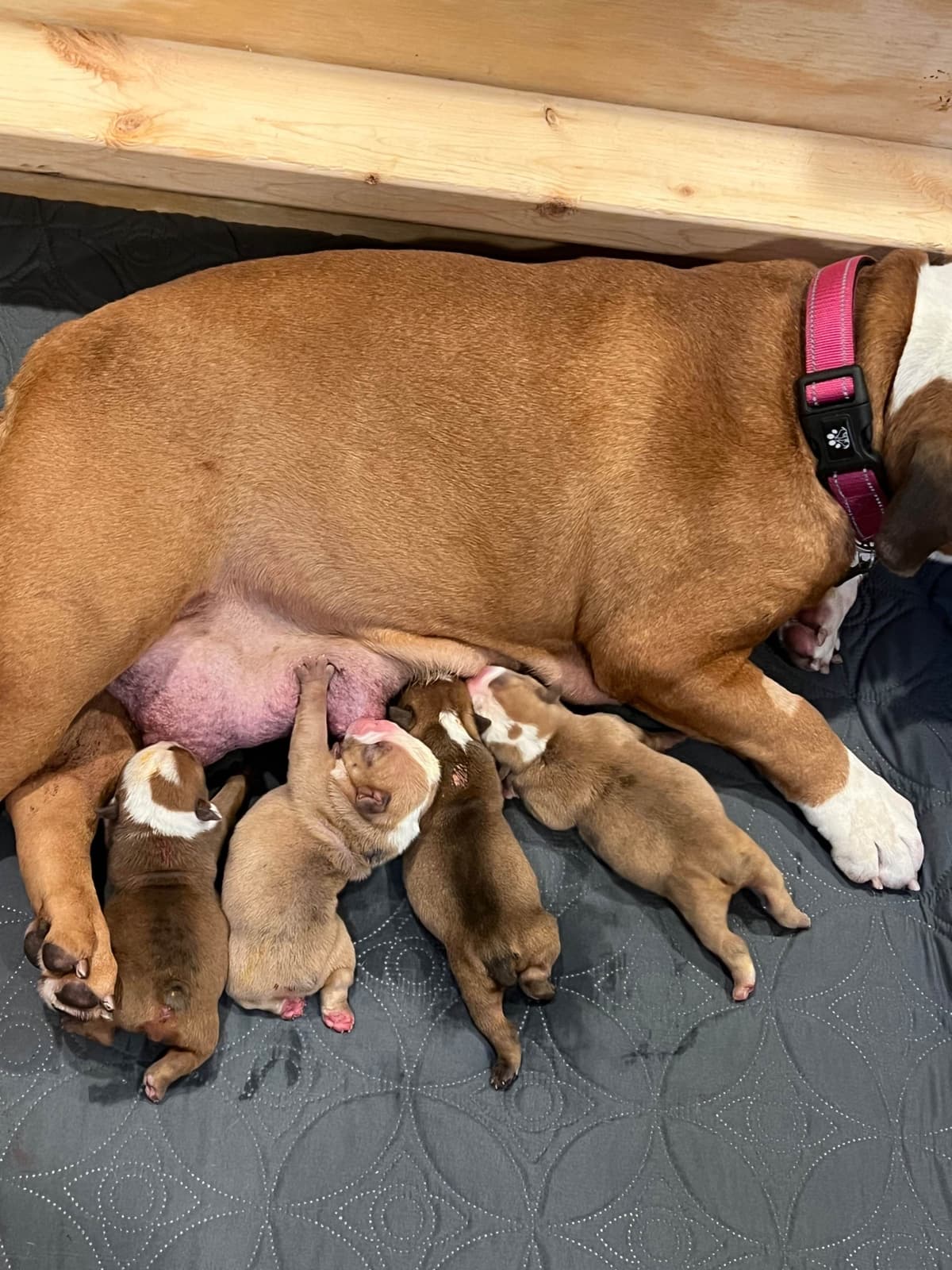 Bulldog Puppies breeder image 19