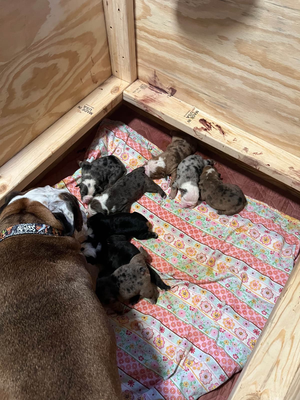 Bulldog Puppies breeder image 20