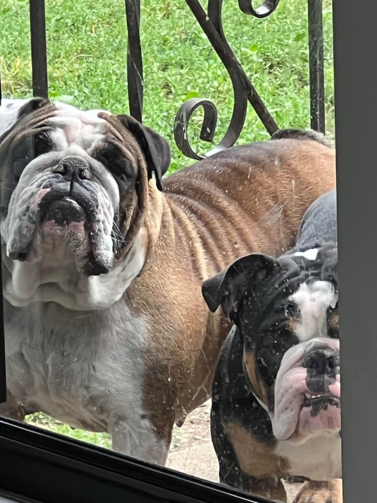 Bulldog Puppies breeder image 22