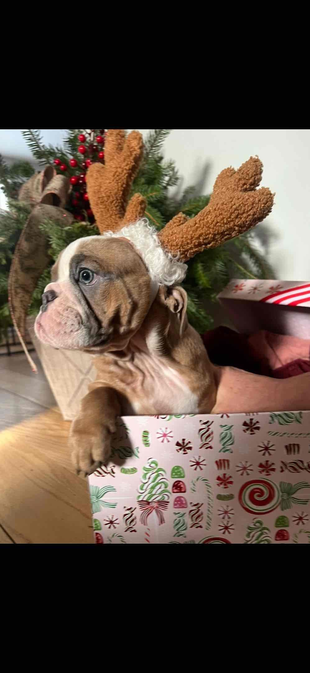 Bulldog Puppies breeder image 23
