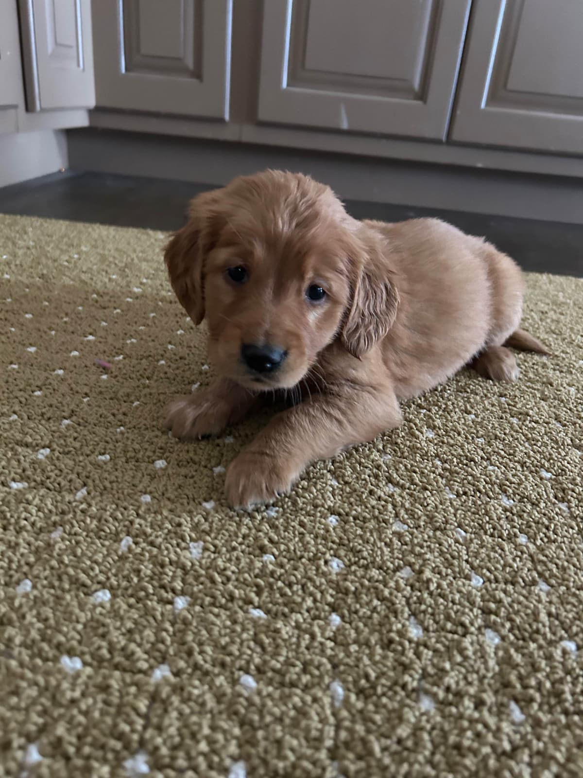 Golden Retriever Puppies breeder image 1