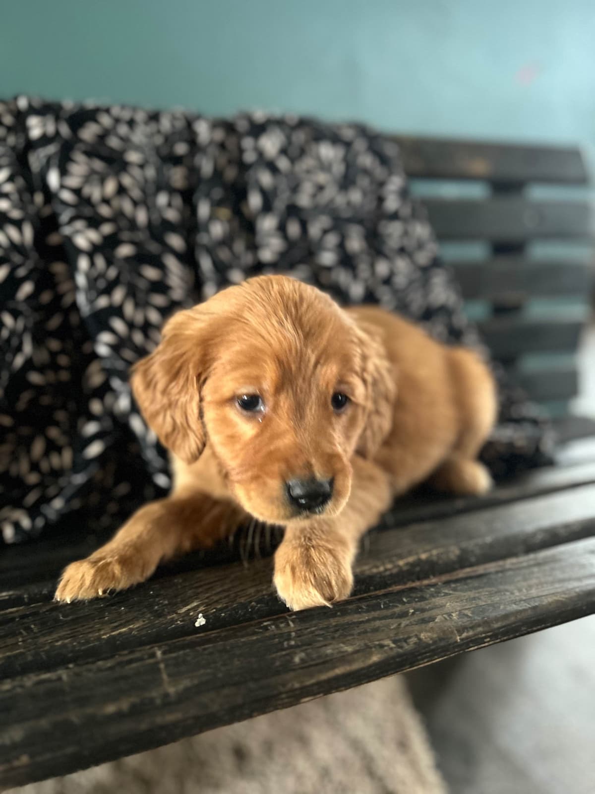 Golden Retriever Puppies breeder image 2