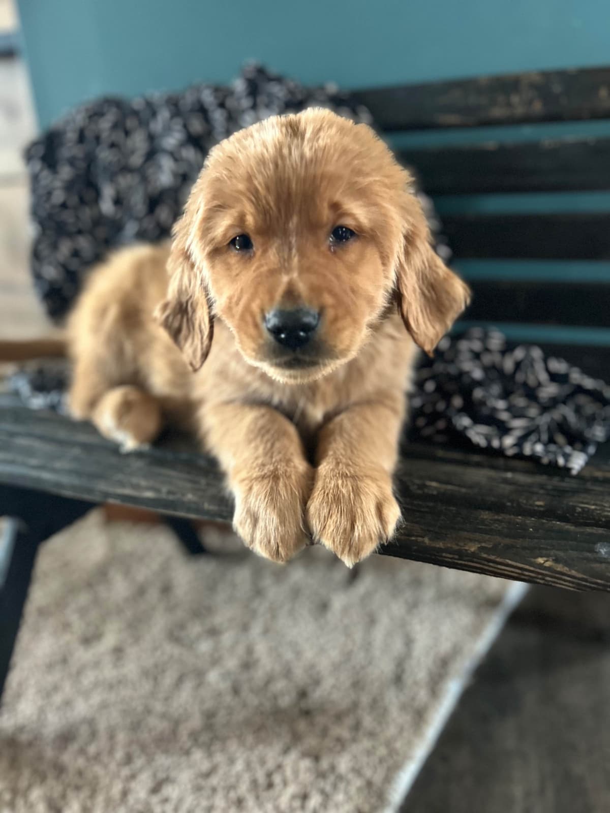 Golden Retriever Puppies breeder image 3