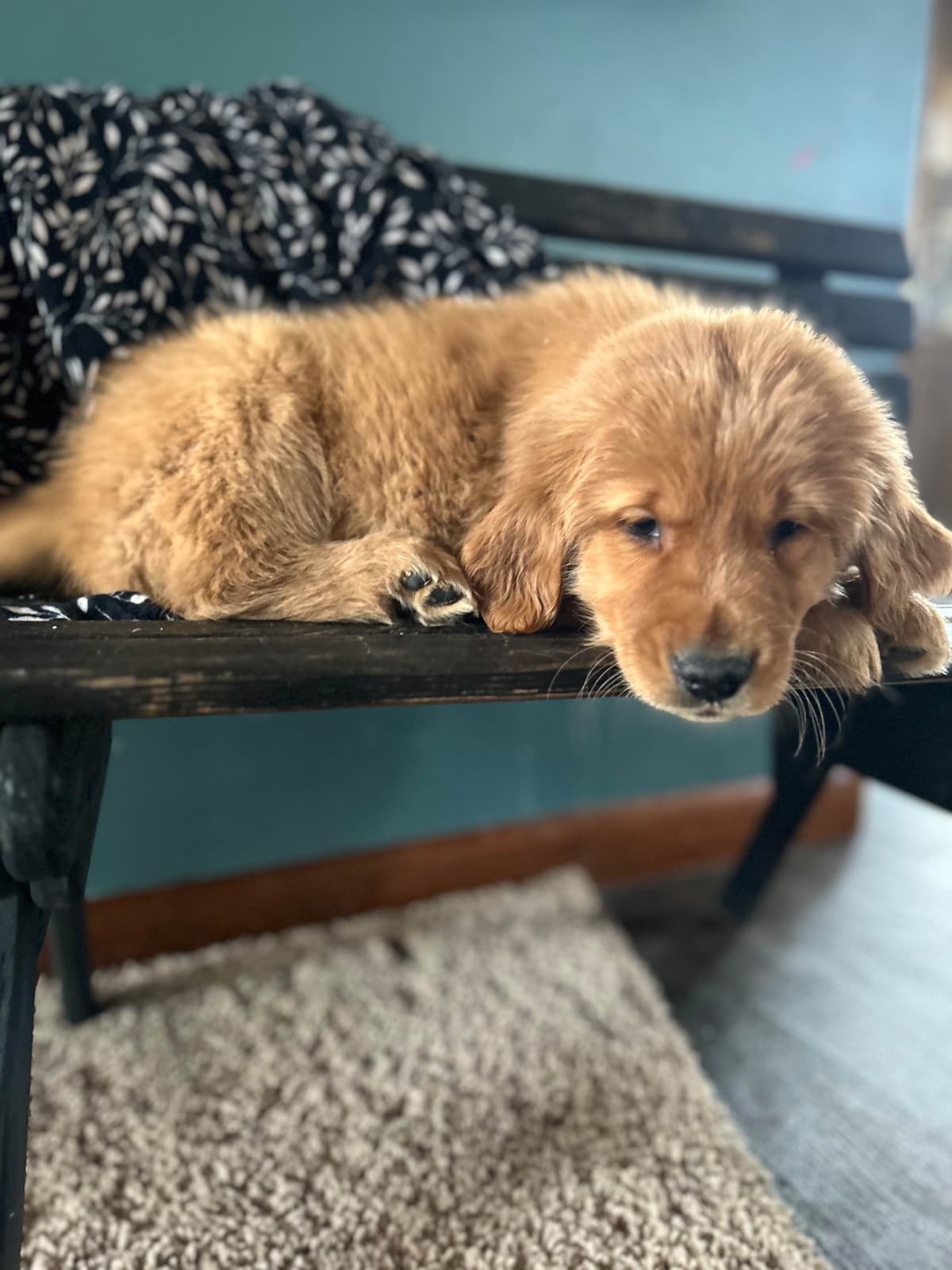 Golden Retriever Puppies breeder image 4