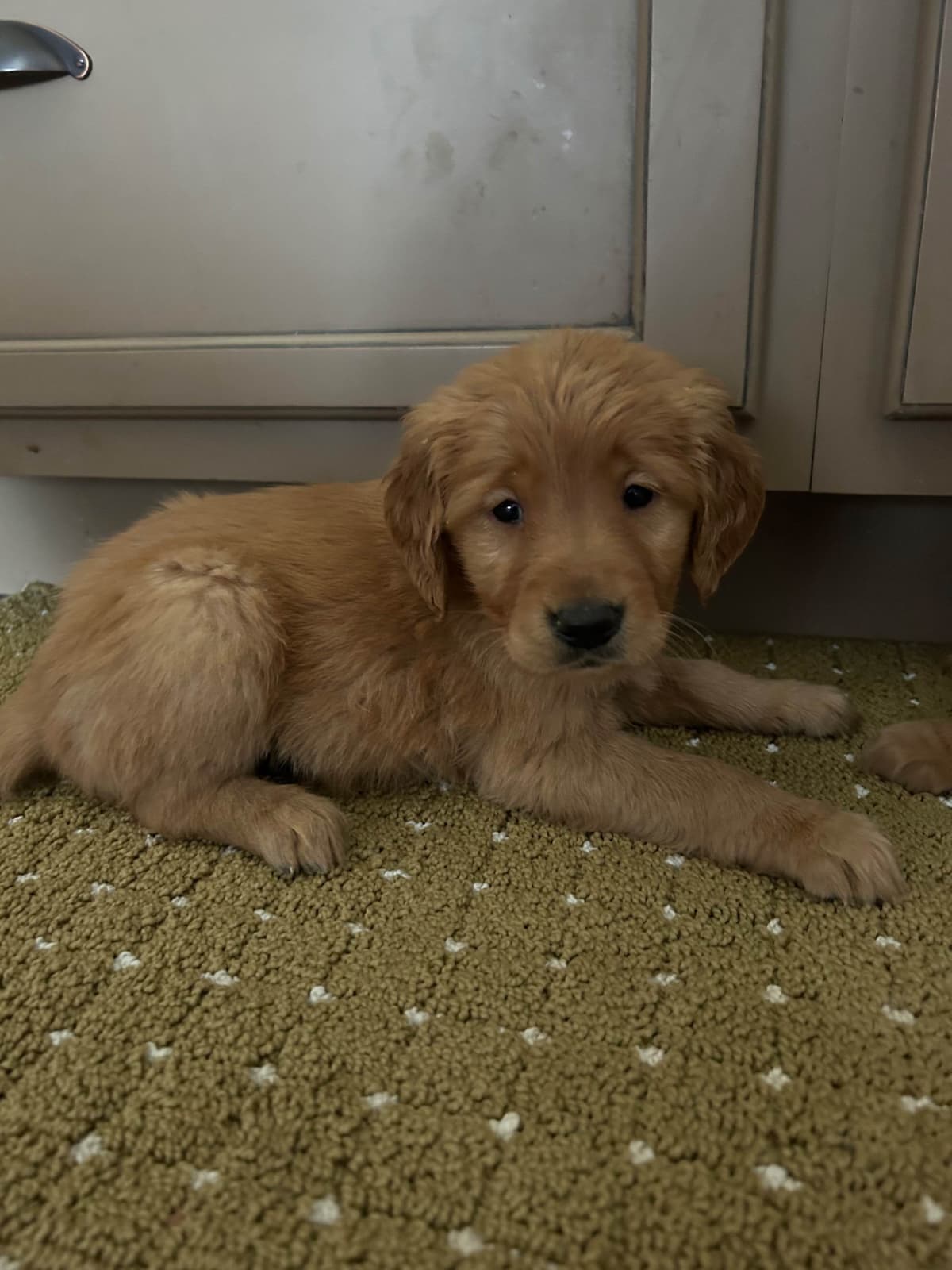 Golden Retriever Puppies breeder image 5