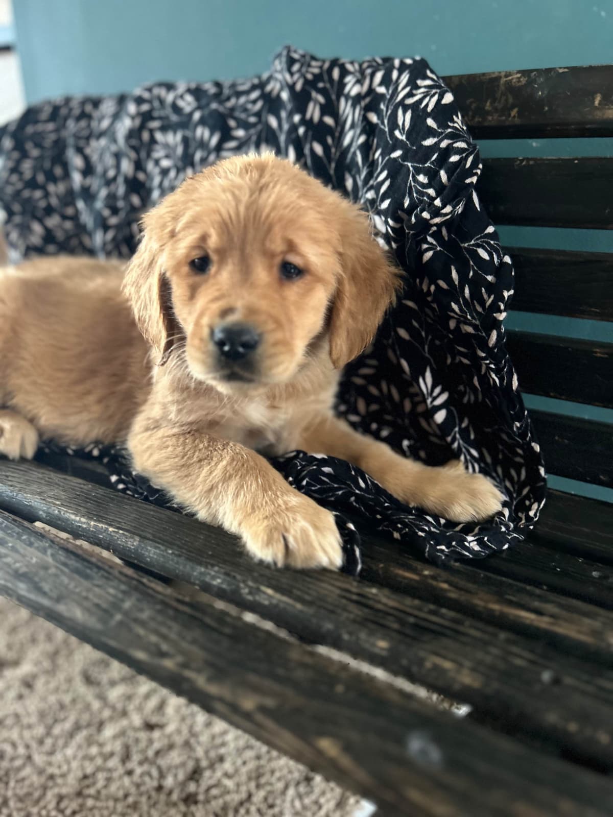 Golden Retriever Puppies breeder image 8