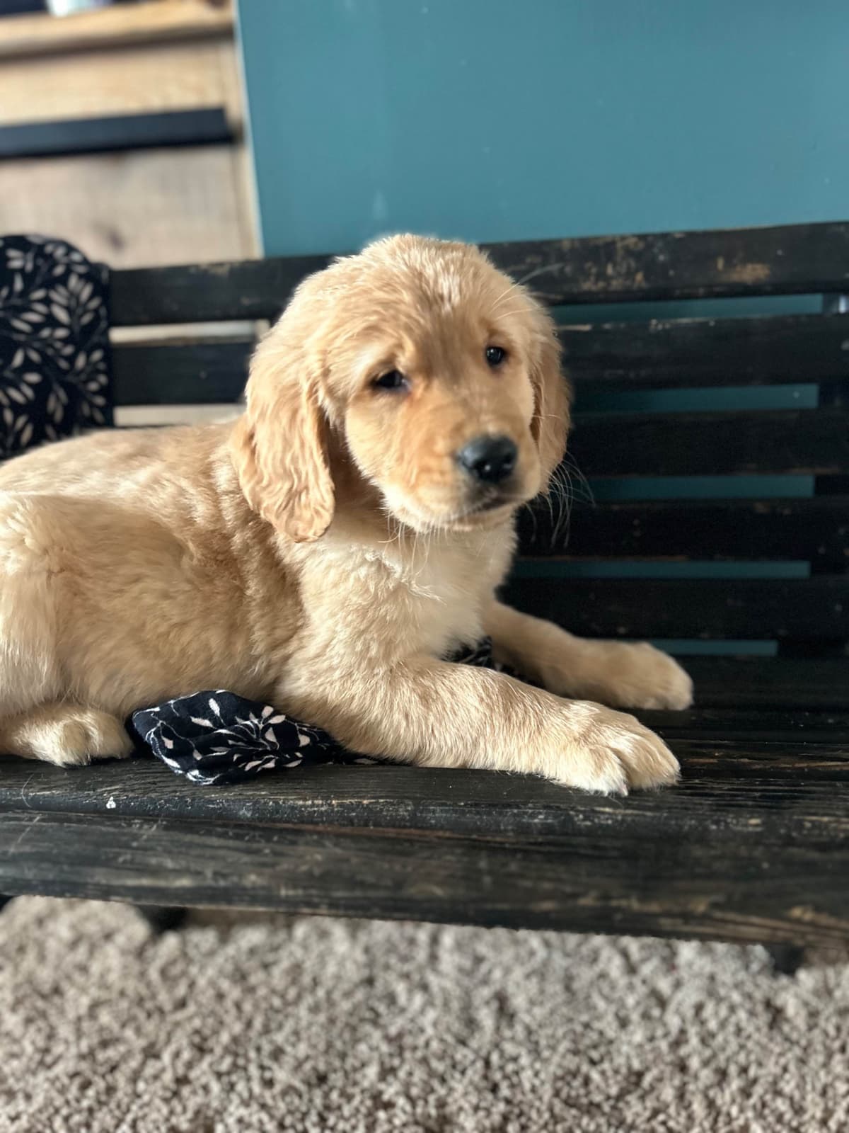Golden Retriever Puppies breeder image 6