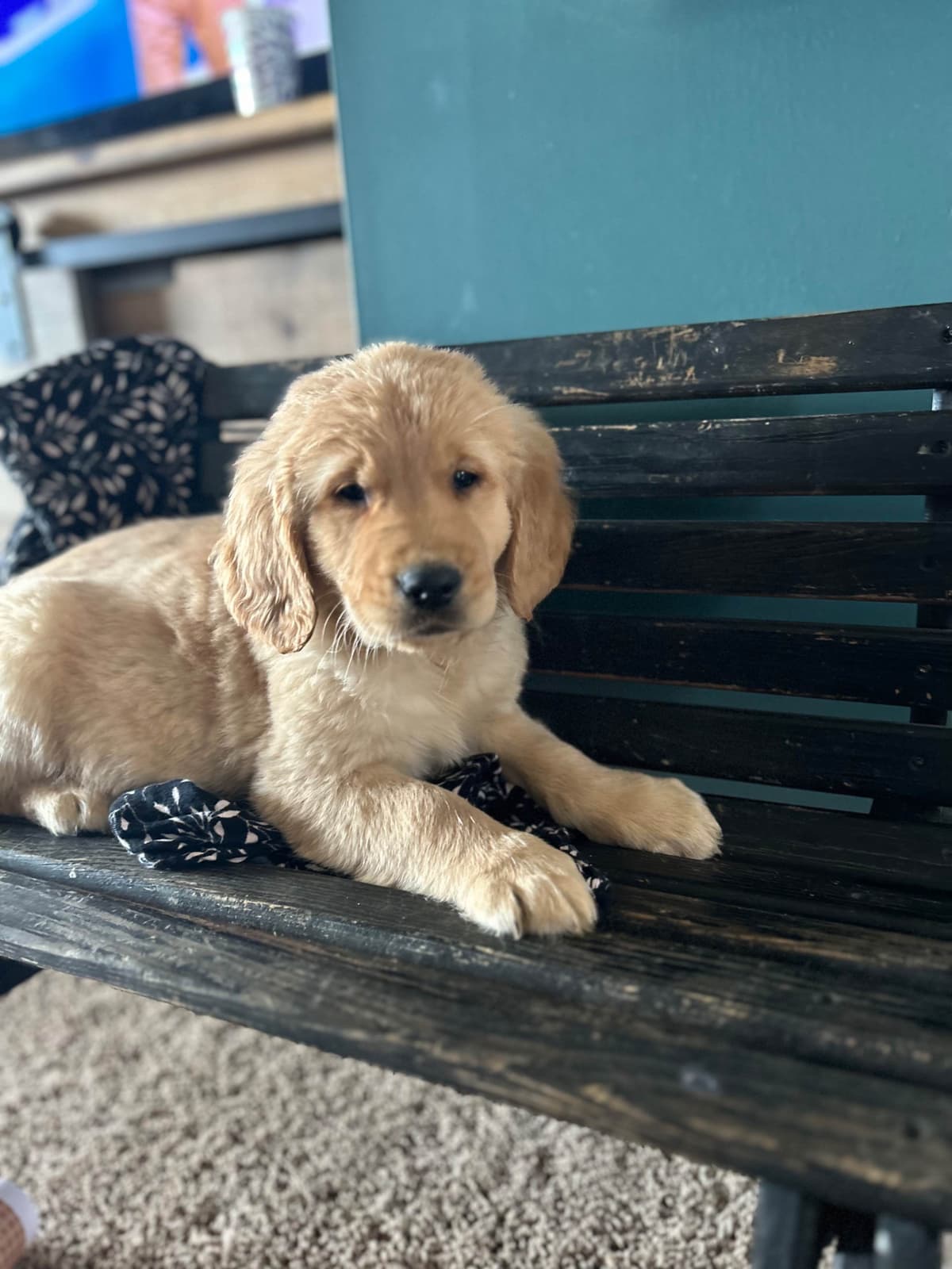 Golden Retriever Puppies breeder image 7