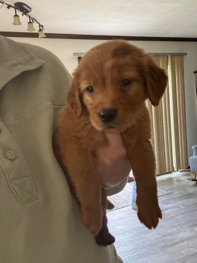 Golden Retriever Puppies media 2