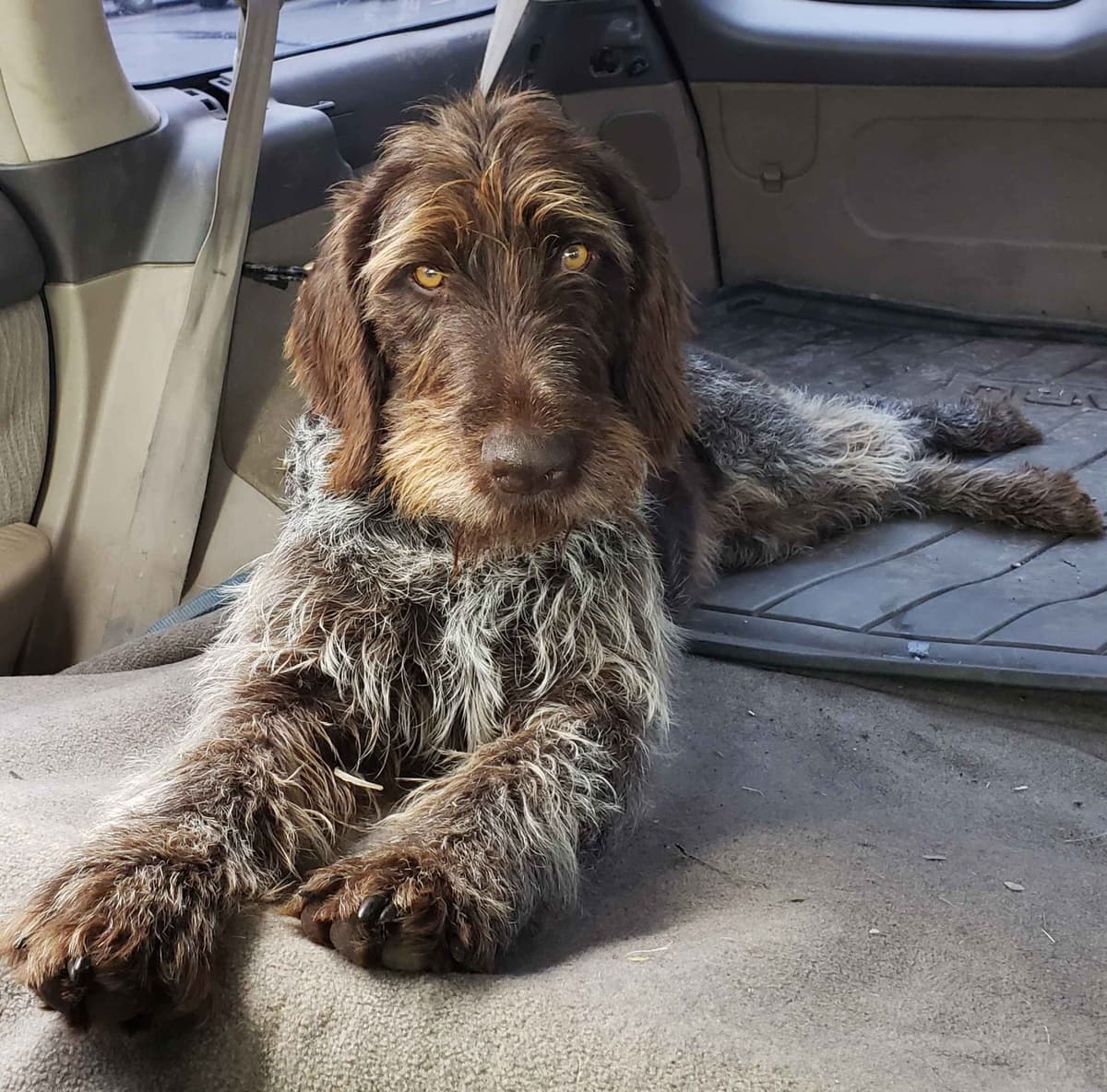 German Wirehaired Pointer Puppies breeder image 1