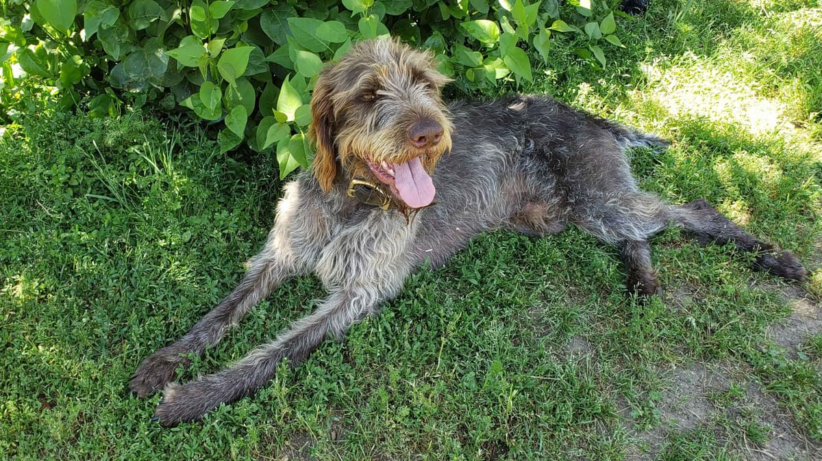 German Wirehaired Pointer Puppies breeder image 2