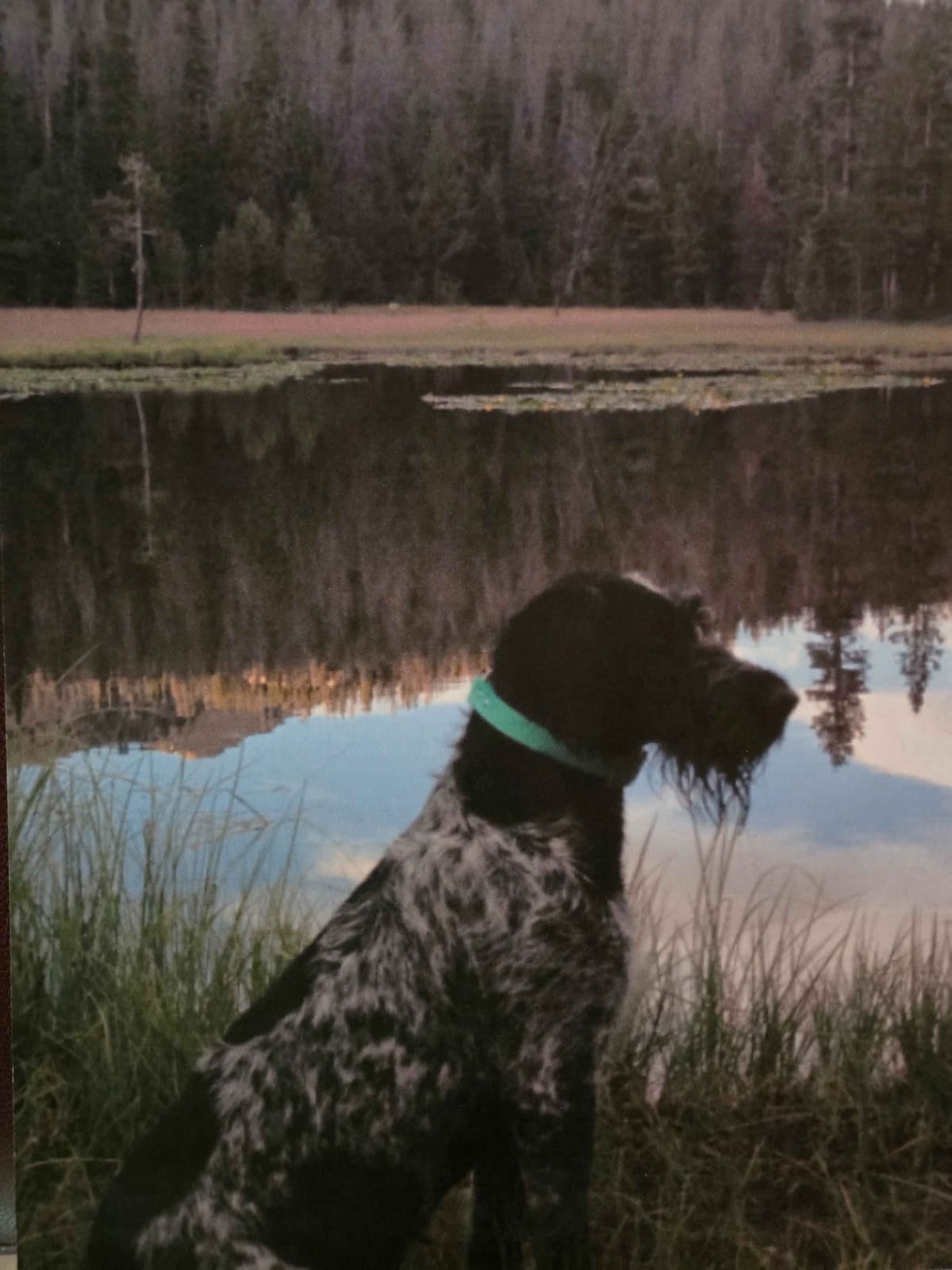German Wirehaired Pointer Puppies breeder image 4