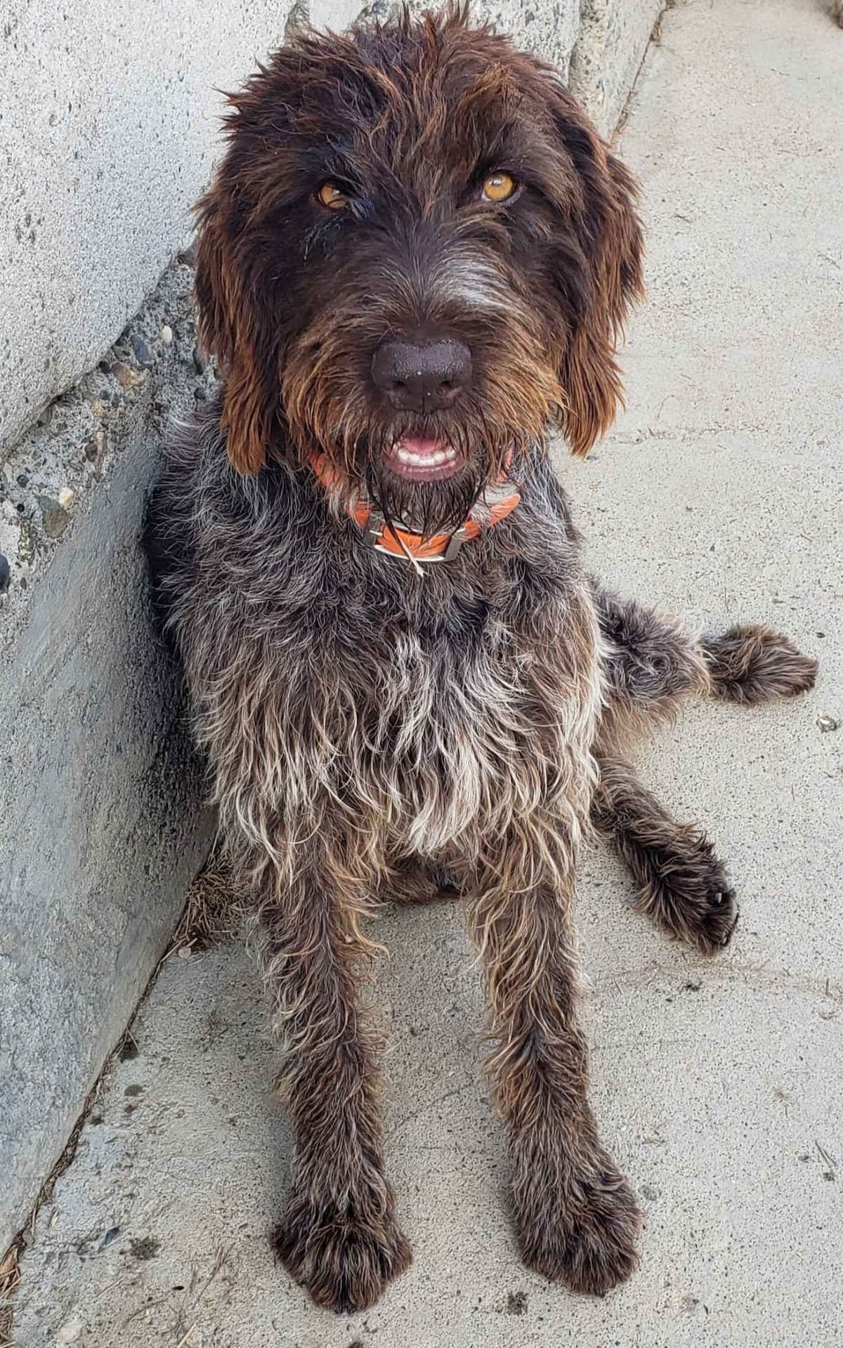 German Wirehaired Pointer Puppies breeder image 3
