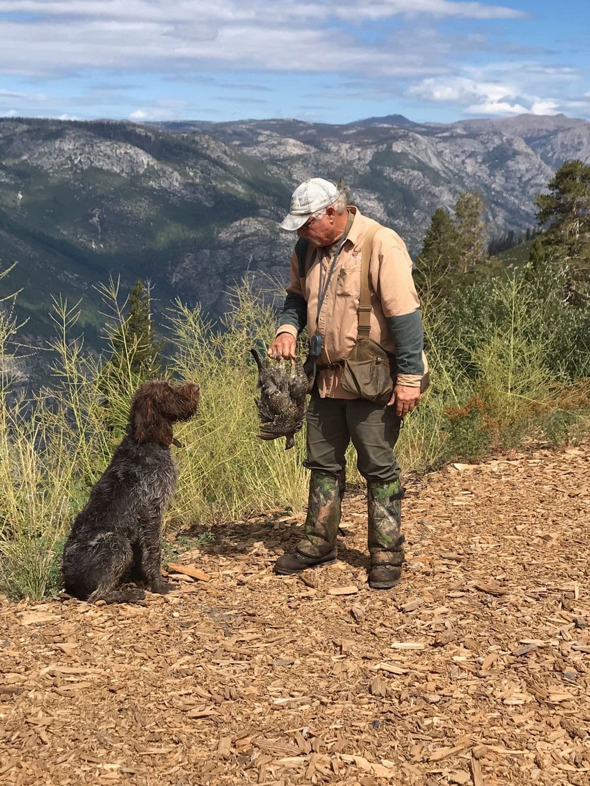 German Wirehaired Pointer Puppies breeder image 8