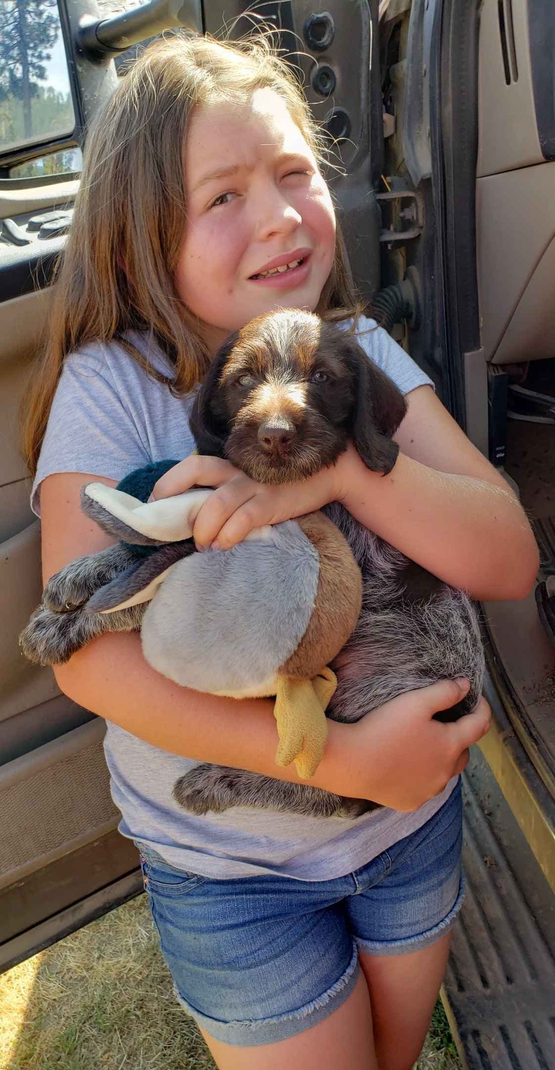 German Wirehaired Pointer Puppies breeder image 13