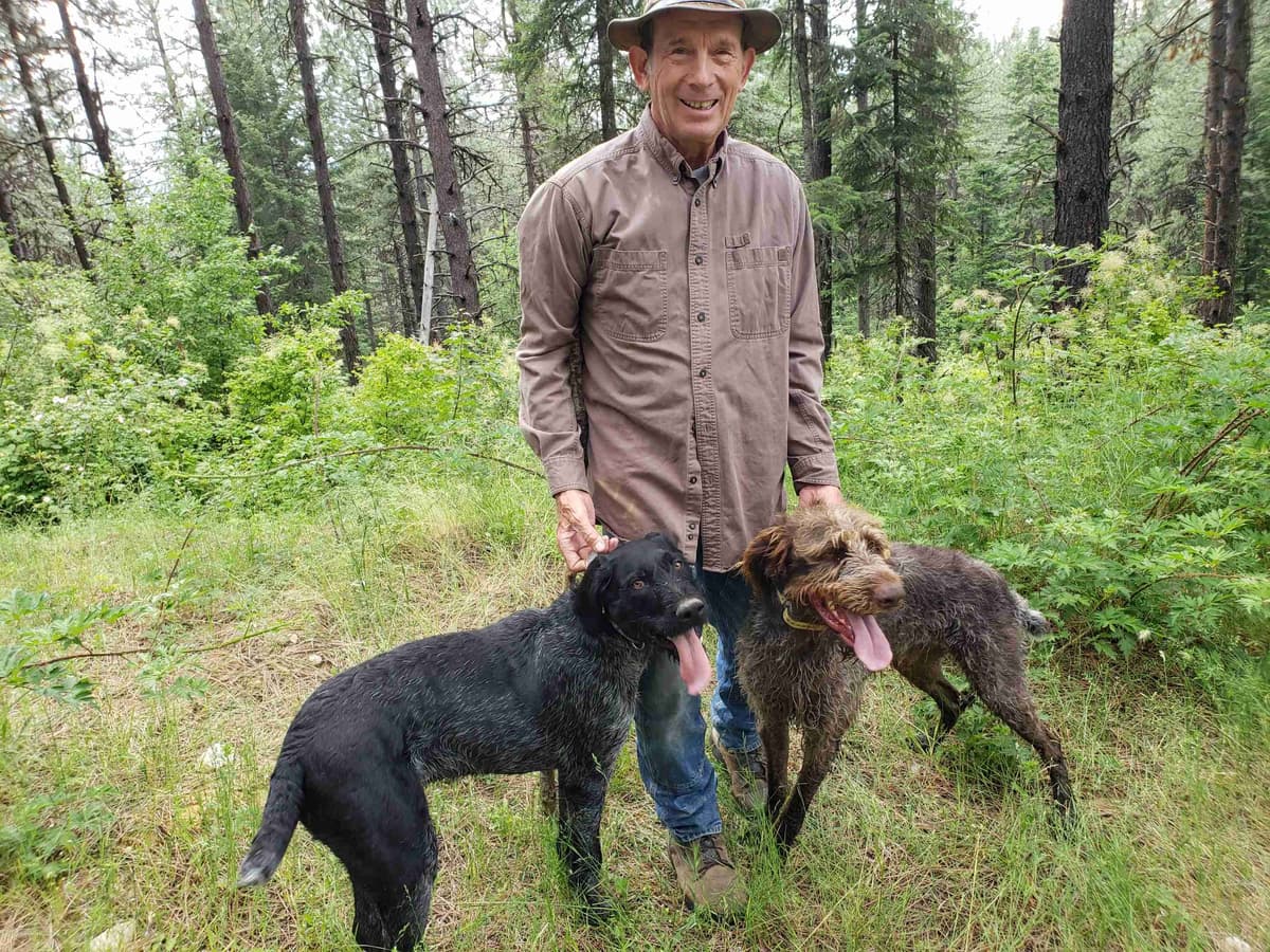 German Wirehaired Pointer Puppies breeder image 15
