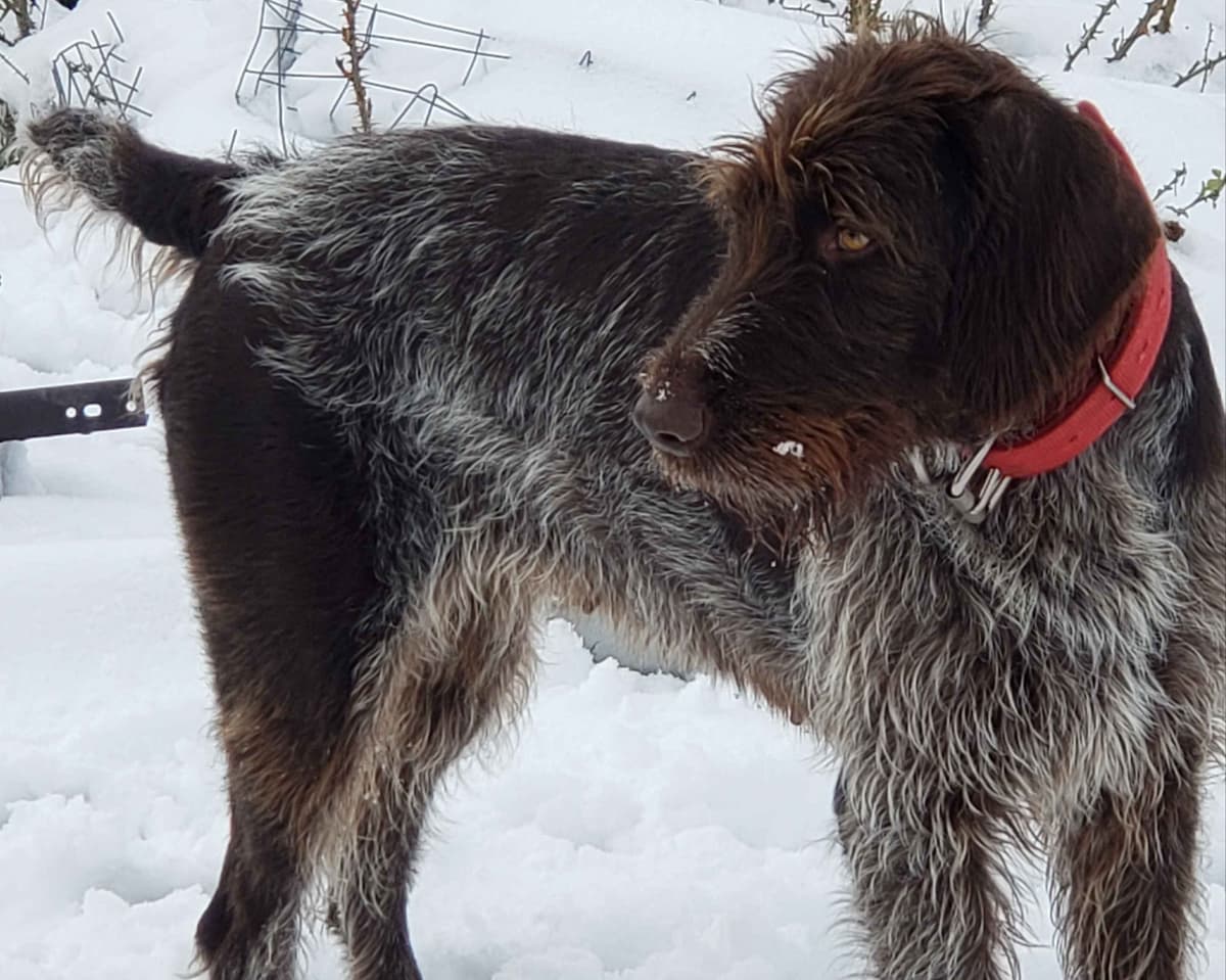 German Wirehaired Pointer Puppies breeder image 17