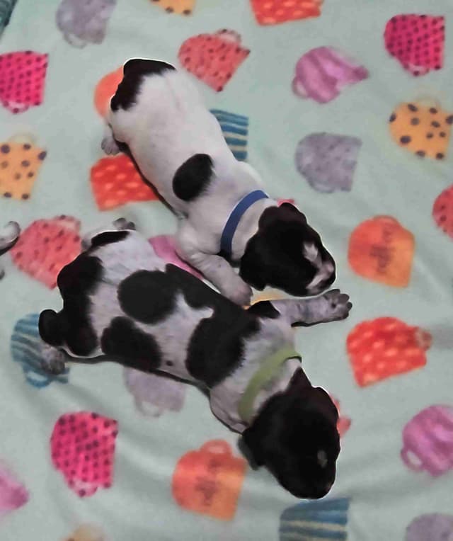 German Wirehaired Pointer Puppies media 2