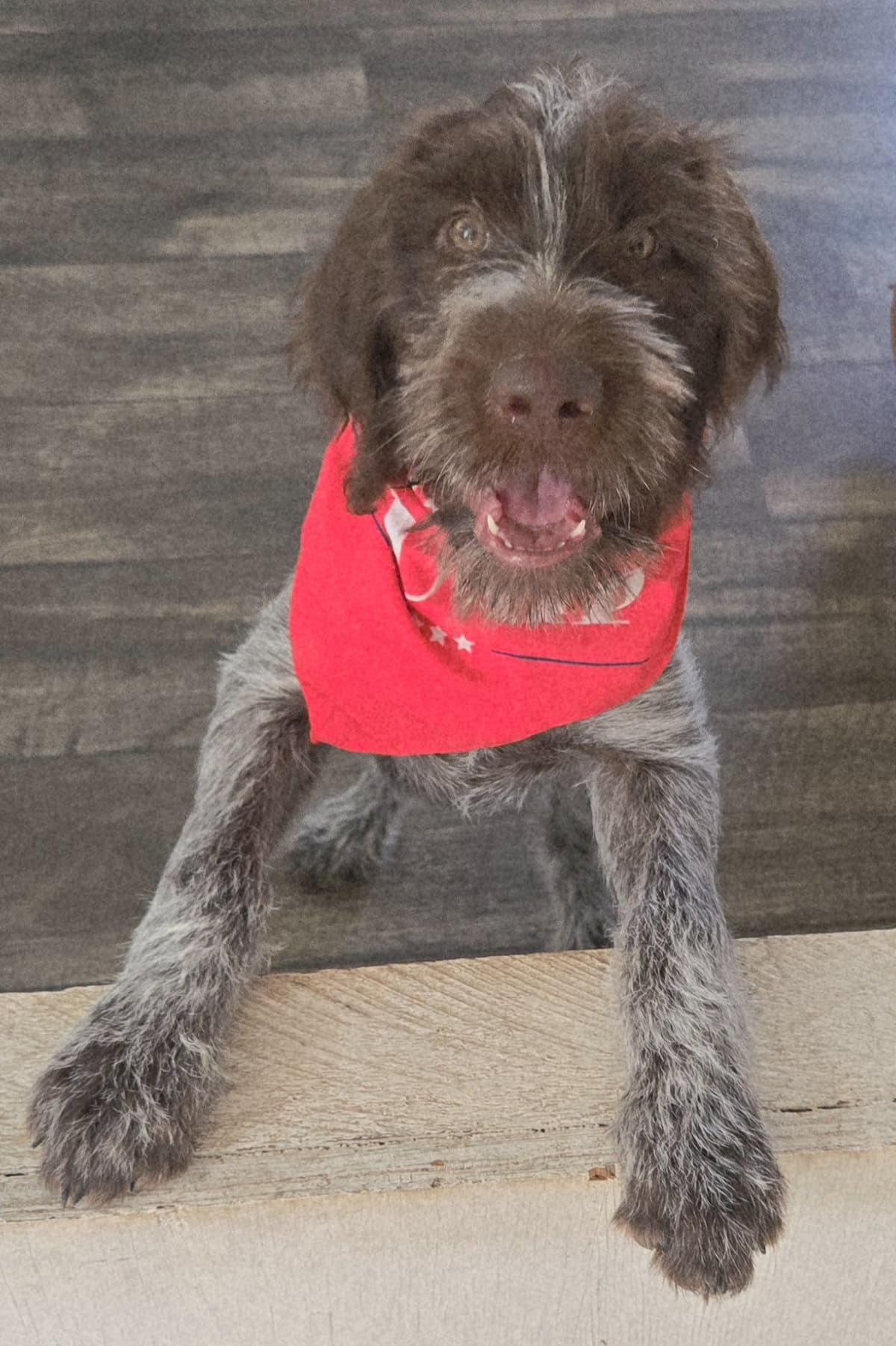 German Wirehaired Pointer Puppies breeder image 18
