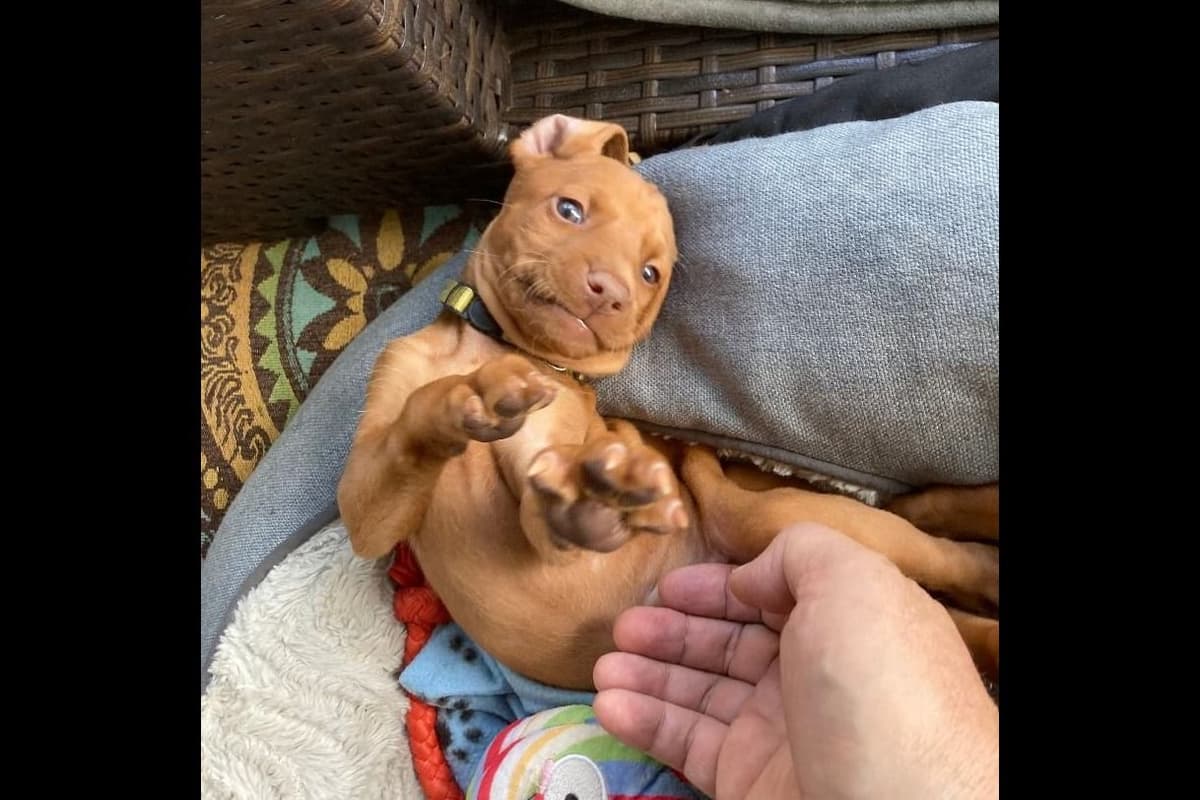 Vizsla Puppies breeder image 1