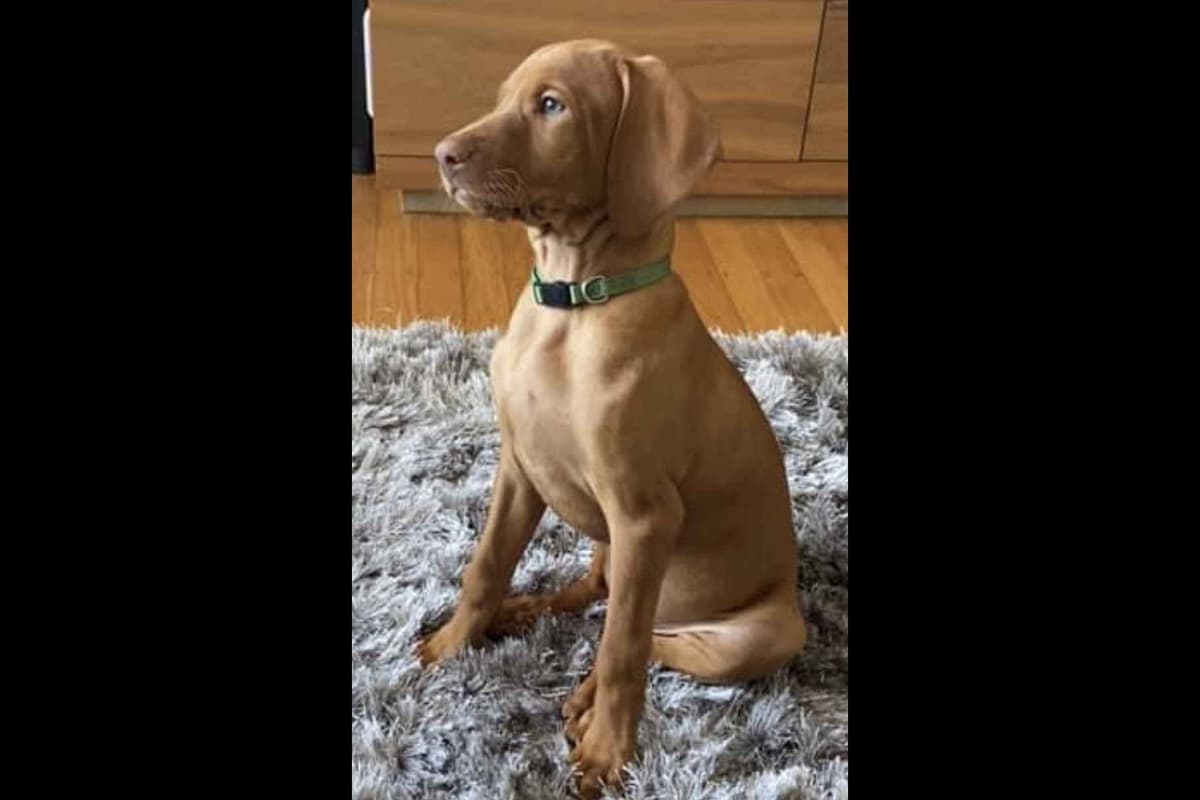 Vizsla Puppies breeder image 6