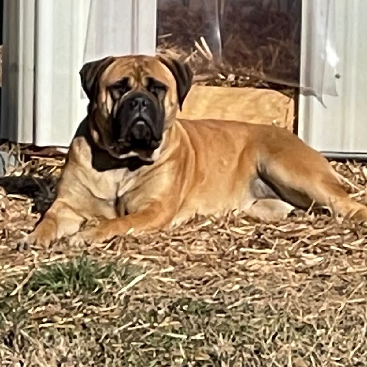 Bullmastiff Puppies breeder image 2