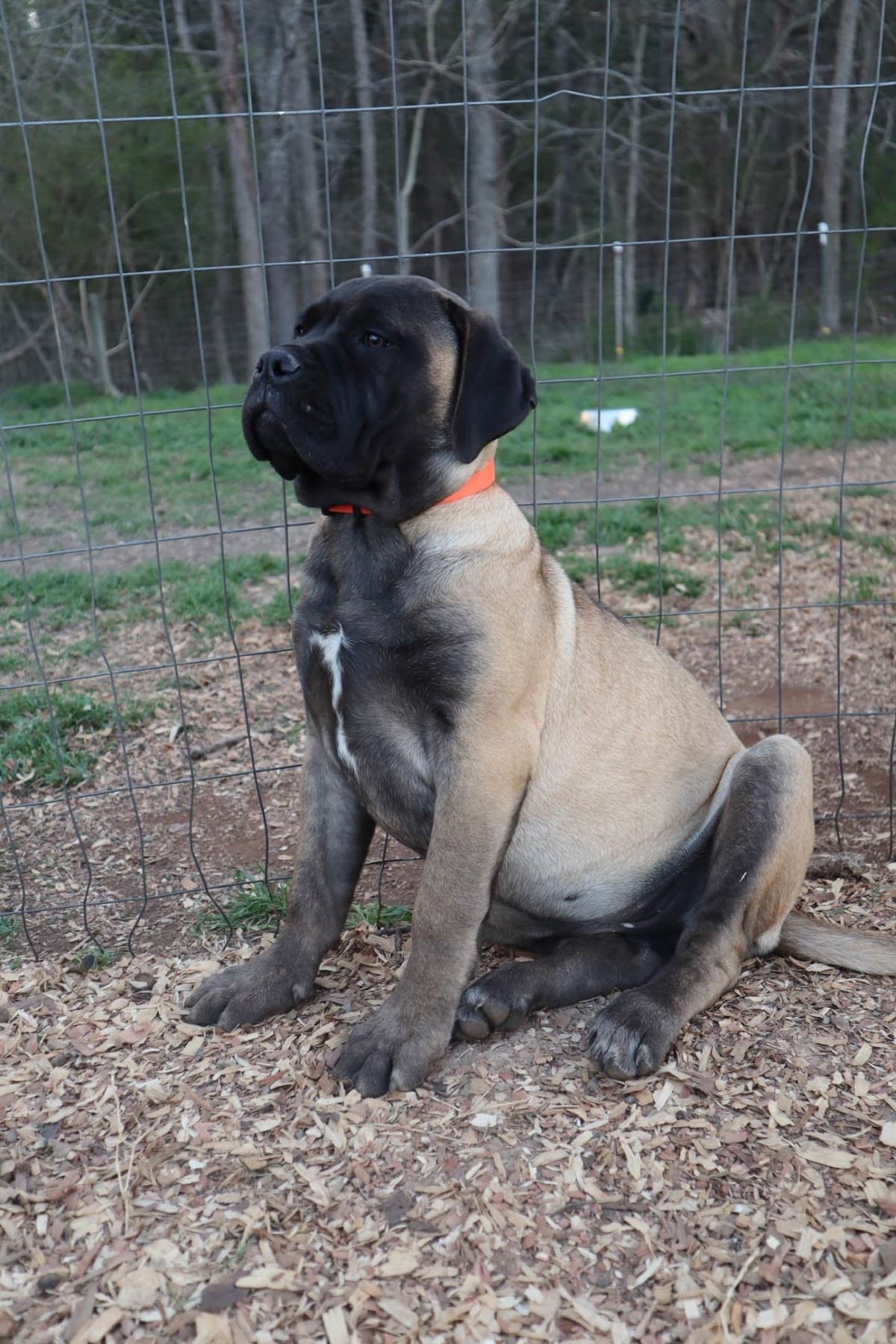 Bullmastiff Puppies breeder image 4