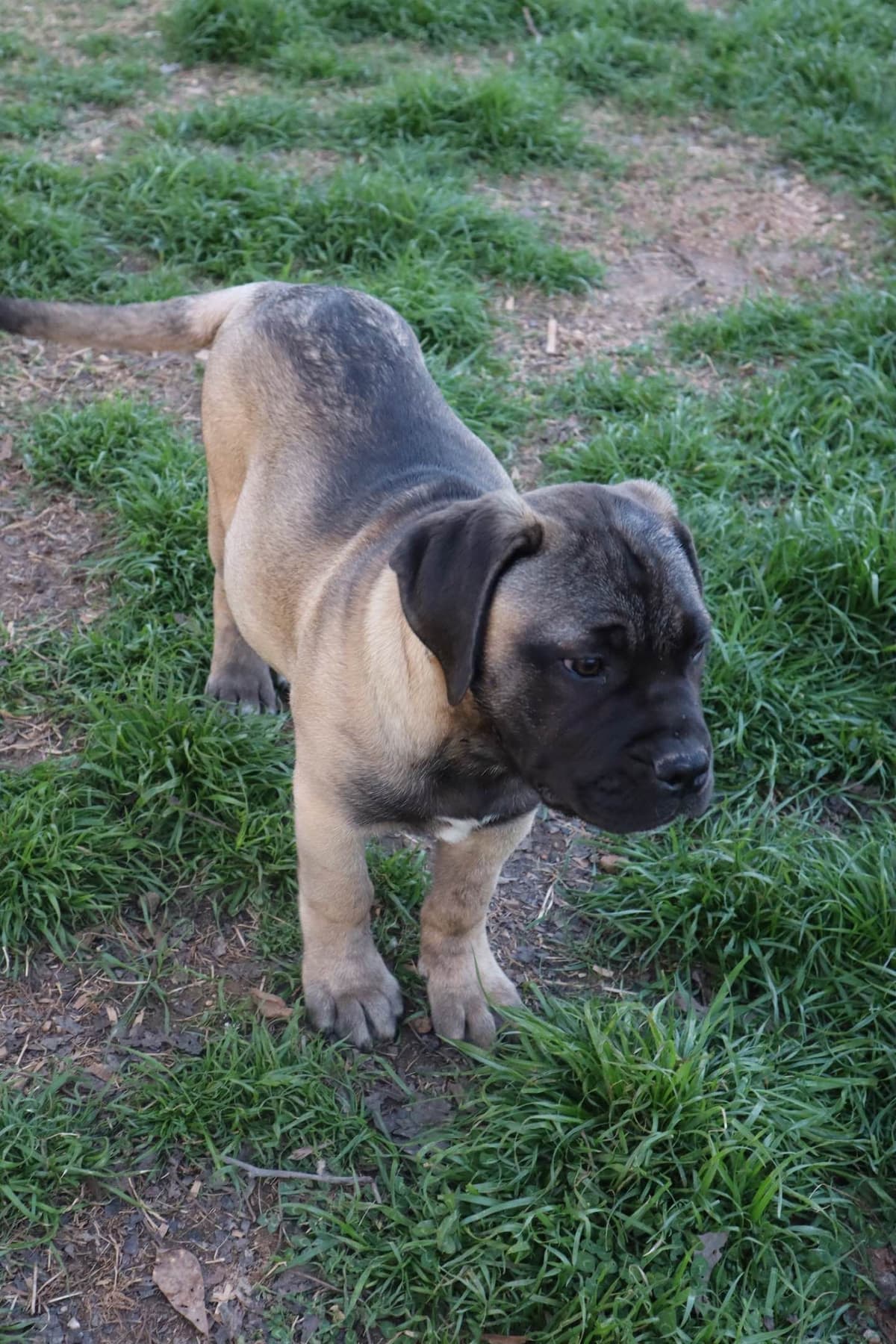 Bullmastiff Puppies breeder image 5