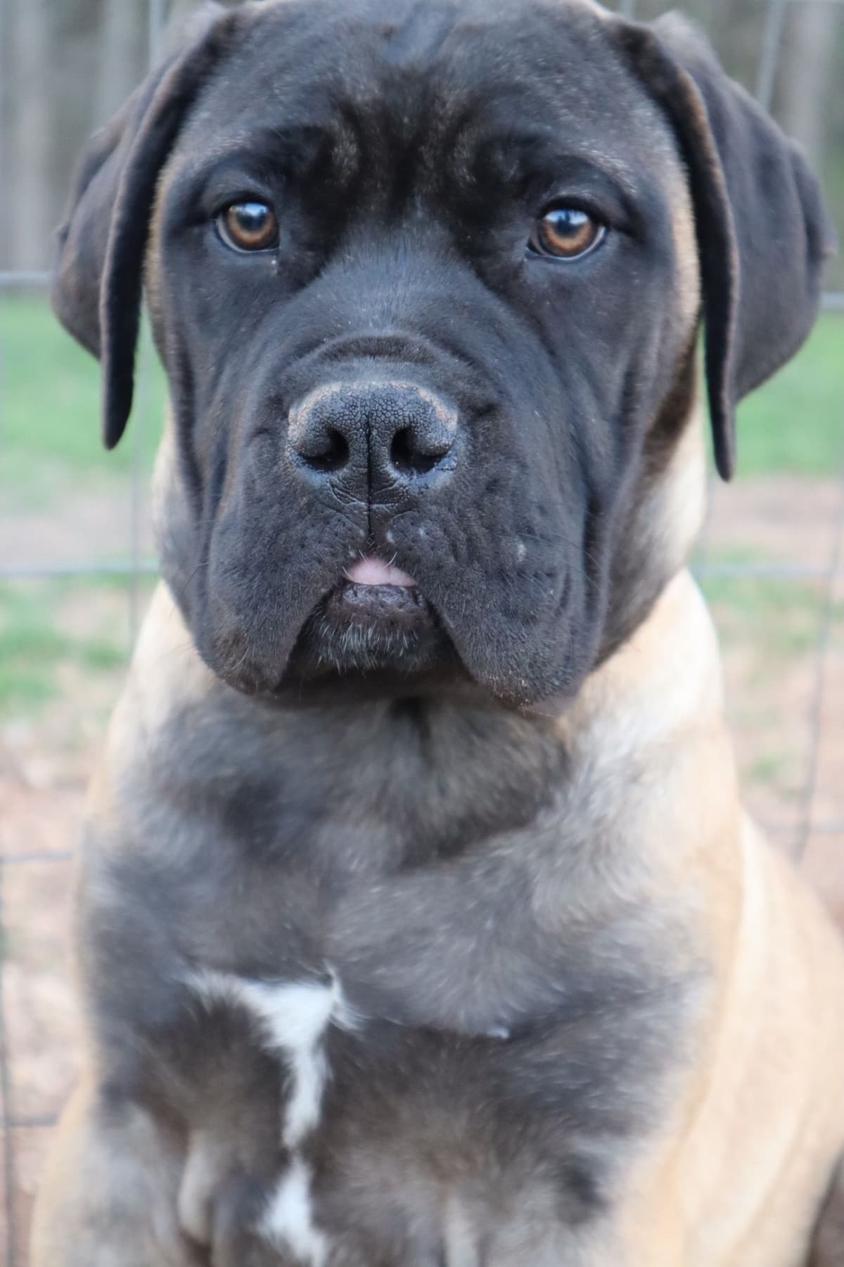 Bullmastiff Puppies breeder image 7