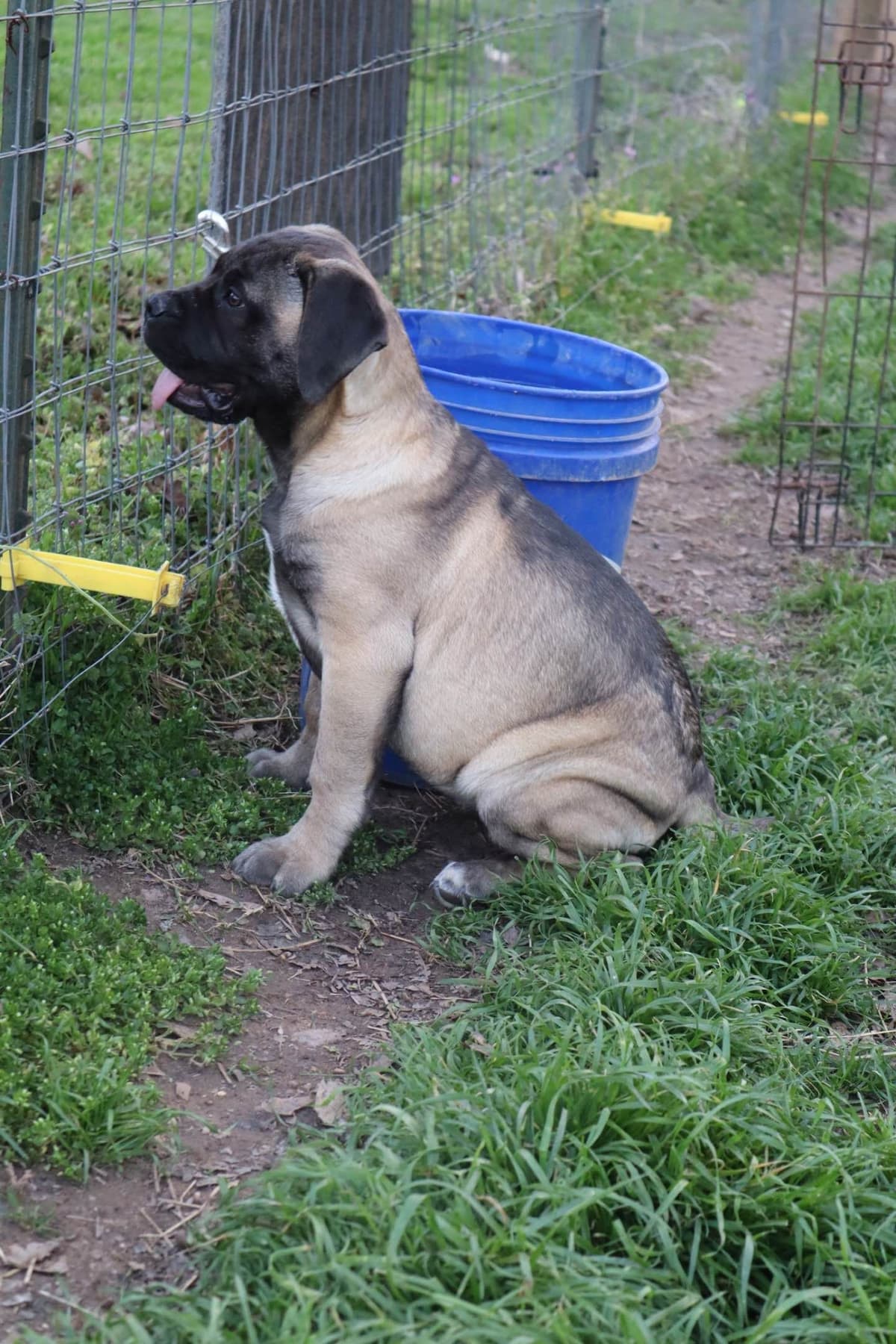 Bullmastiff Puppies breeder image 8
