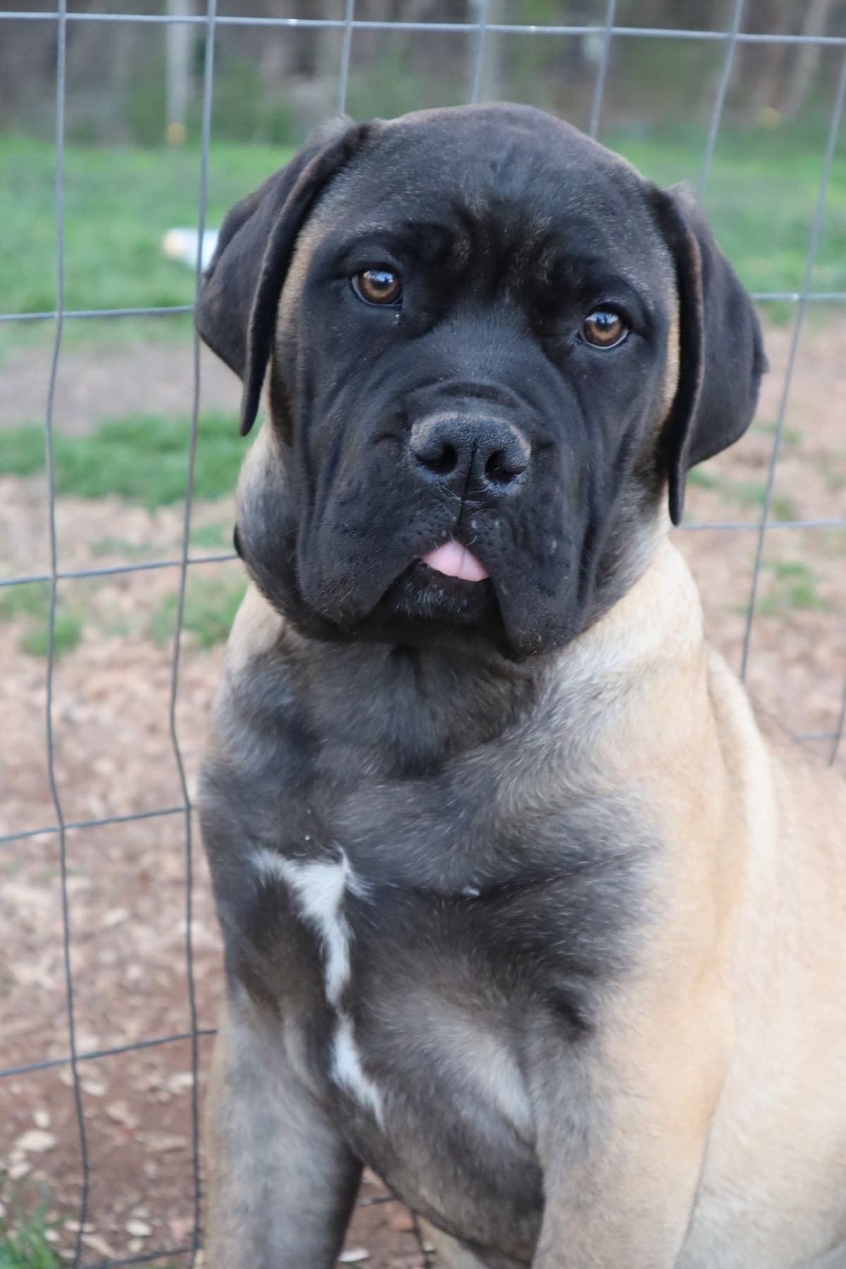 Bullmastiff Puppies breeder image 9