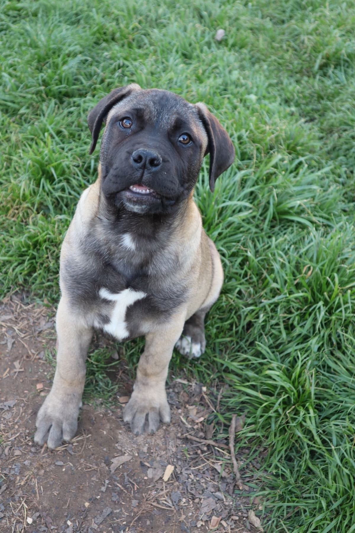 Bullmastiff Puppies breeder image 10