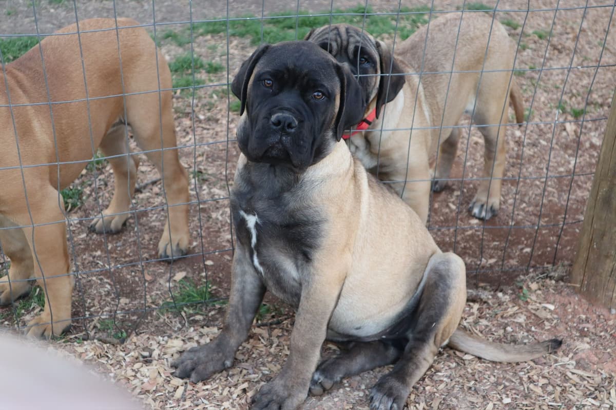 Bullmastiff Puppies breeder image 11
